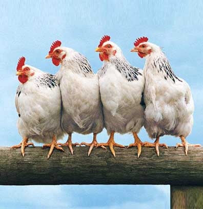 �����ֹ��ƻ�